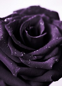 Rosa Nera