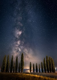 Cipressi
