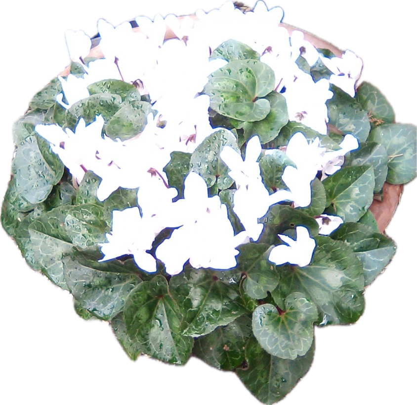 Ciclamino bianco